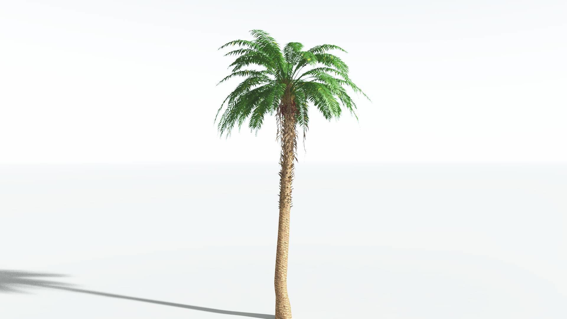 EVERYPlant African Oil Palm 2 --16 Models-- 3D model_24