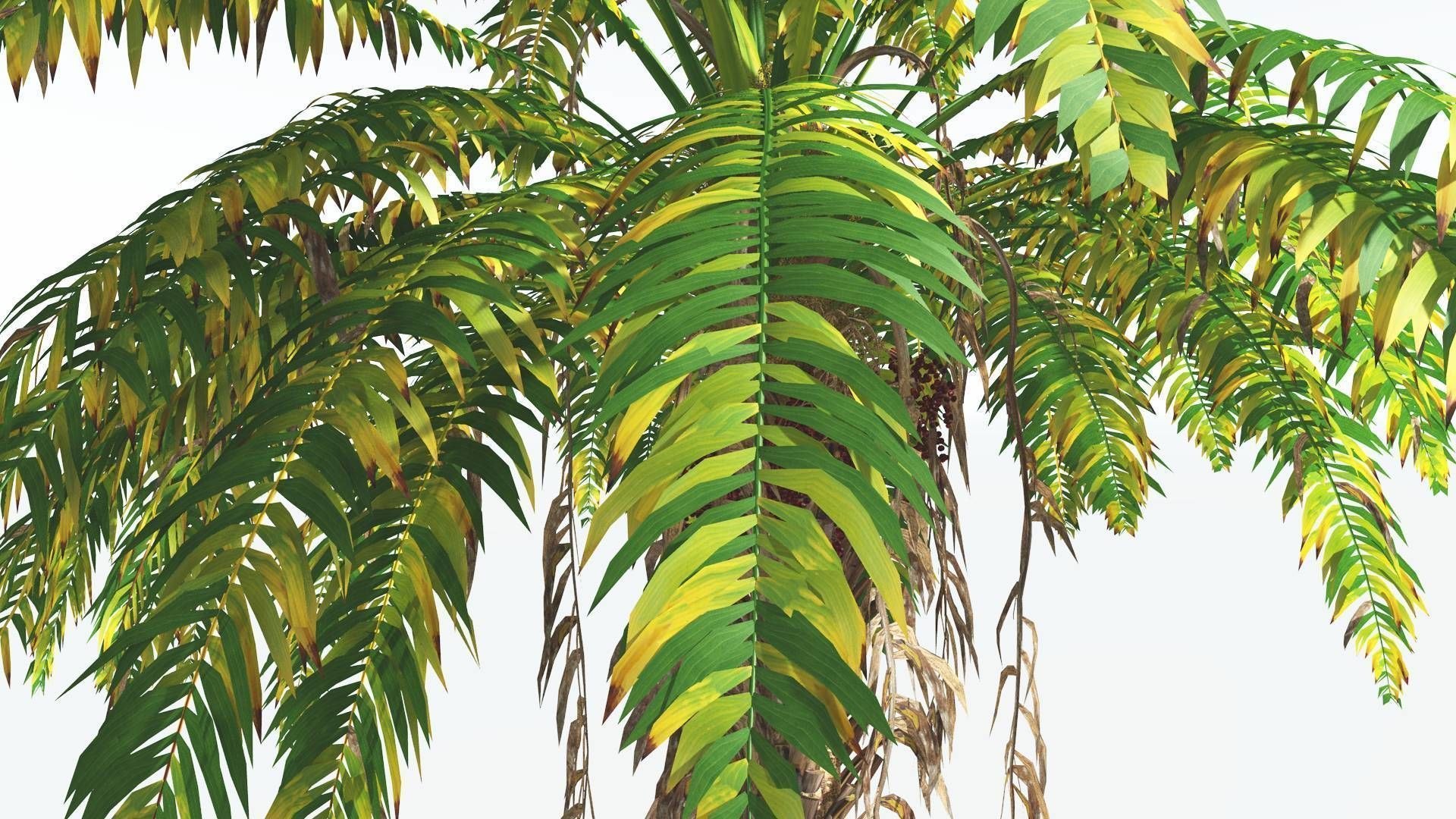 EVERYPlant African Oil Palm 2 --16 Models-- 3D model_7