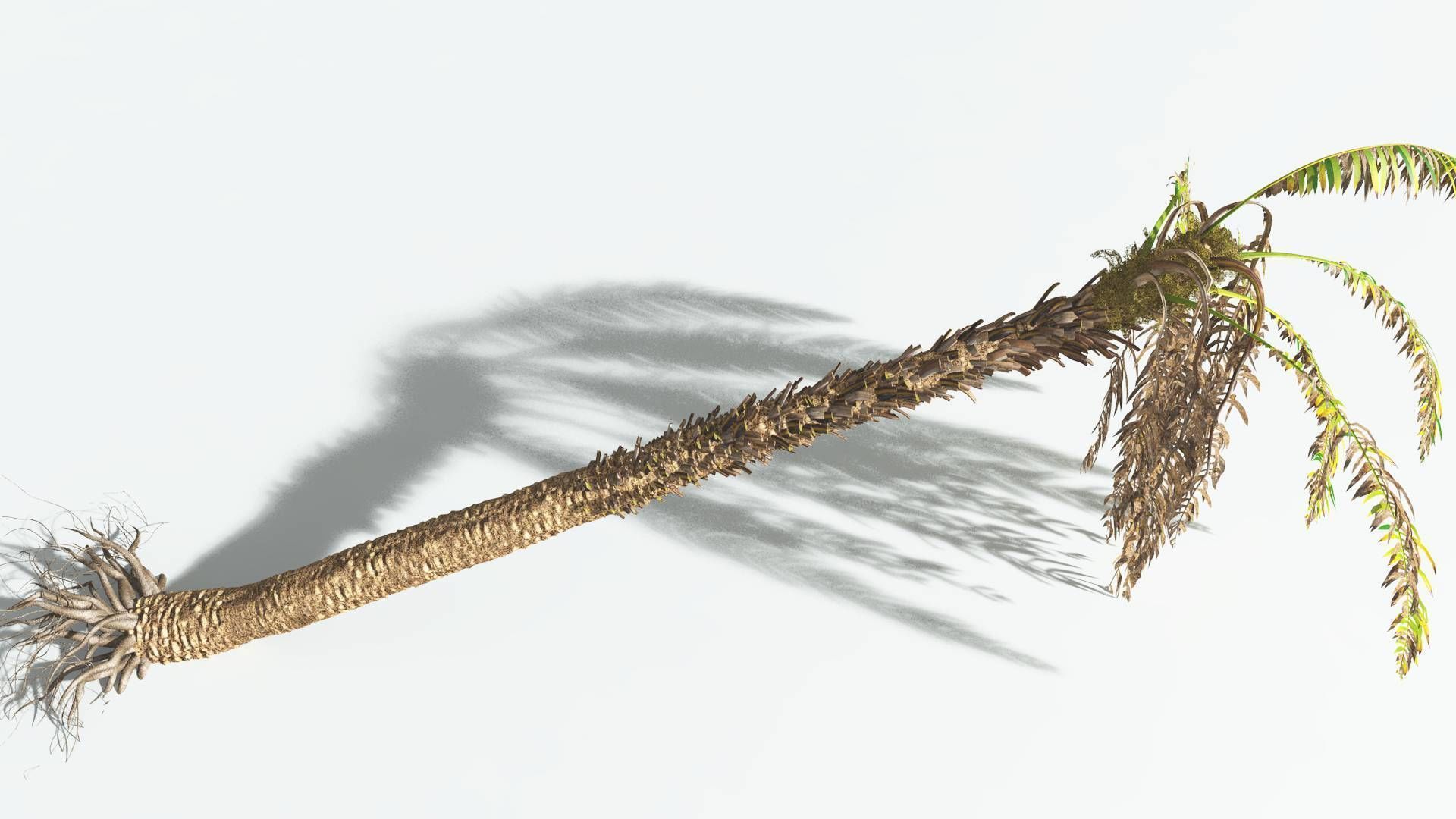 EVERYPlant African Oil Palm 2 --16 Models-- 3D model_15