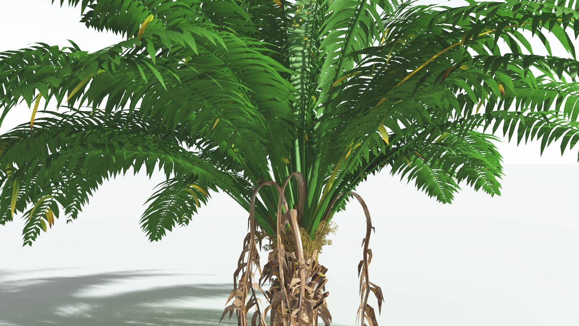 EVERYPlant African Oil Palm 2 --16 Models-- 3D model_21