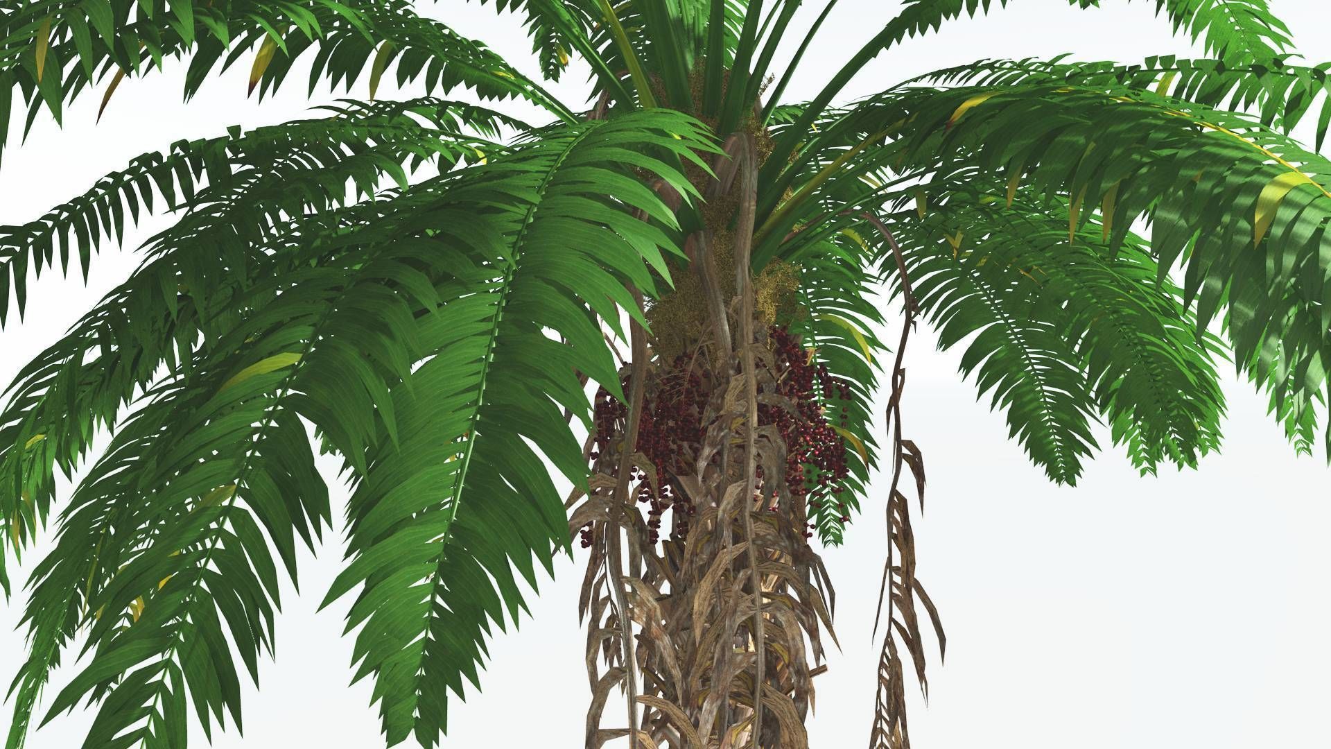 EVERYPlant African Oil Palm 2 --16 Models-- 3D model_33