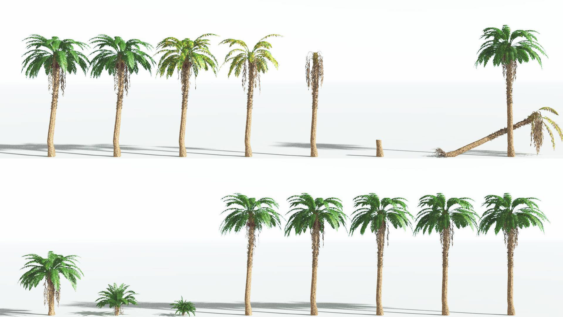 EVERYPlant African Oil Palm 2 --16 Models-- 3D model_1