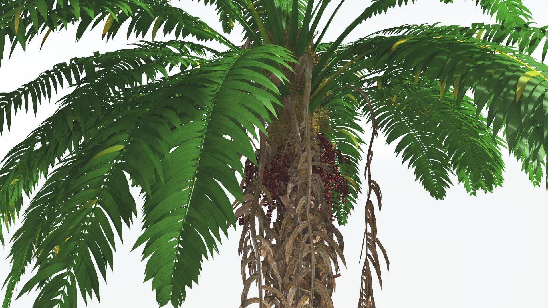 EVERYPlant African Oil Palm 2 --16 Models-- 3D model_27