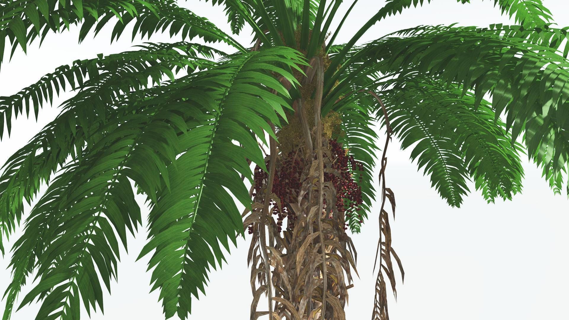 EVERYPlant African Oil Palm 2 --16 Models-- 3D model_5