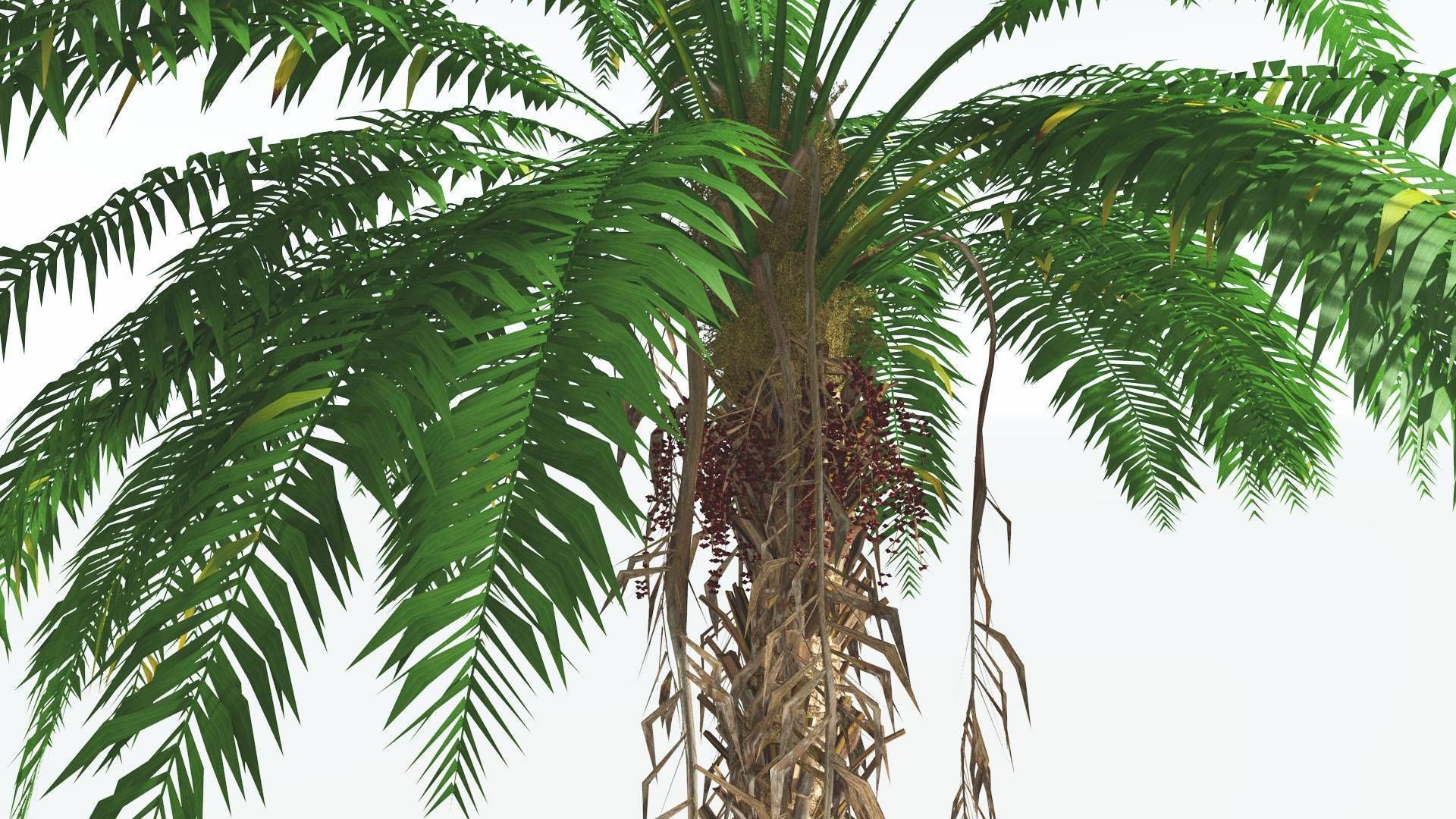 EVERYPlant African Oil Palm 2 --16 Models-- 3D model_25