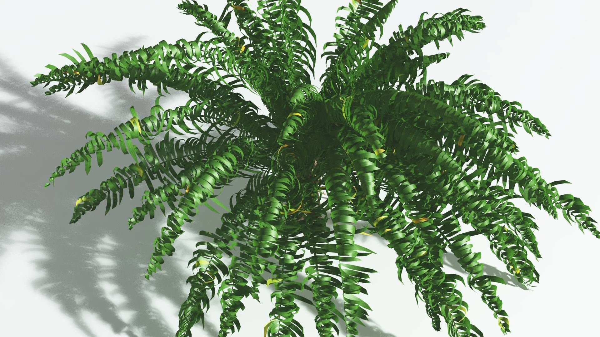 EVERYPlant African Oil Palm 2 --16 Models-- 3D model_23
