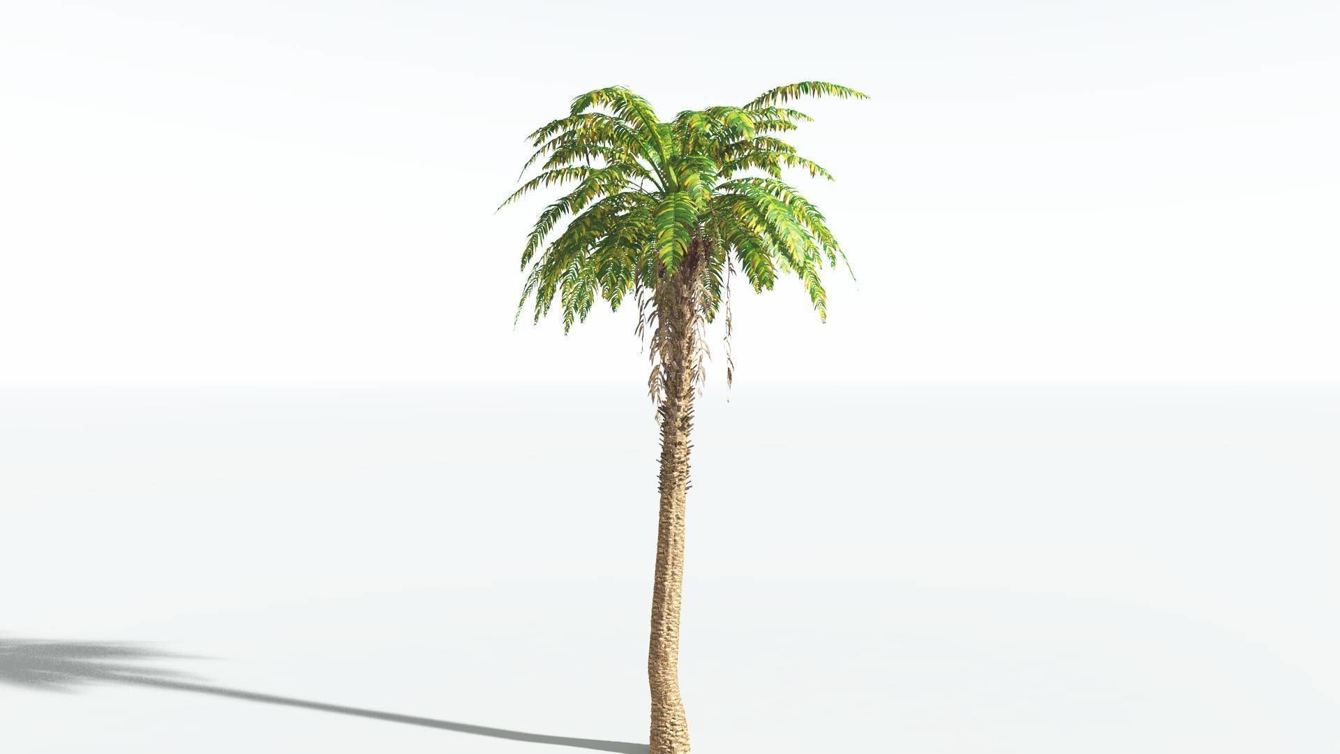 EVERYPlant African Oil Palm 2 --16 Models-- 3D model_6