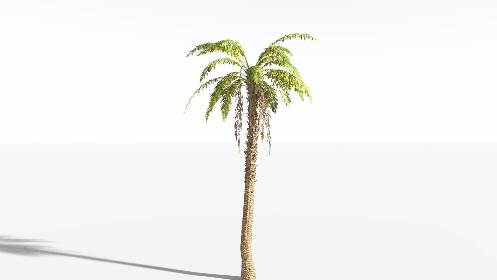EVERYPlant African Oil Palm 2 --16 Models-- 3D model_8