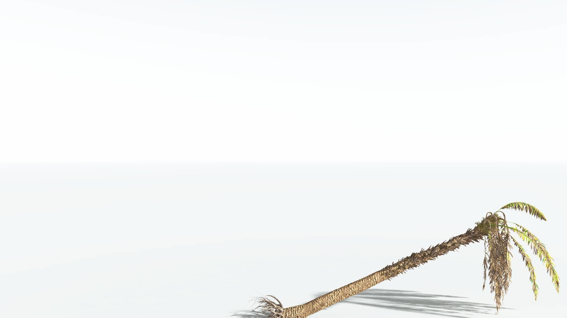 EVERYPlant African Oil Palm 2 --16 Models-- 3D model_14