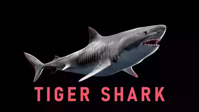 Animated Tiger Shark Low-poly 3D model