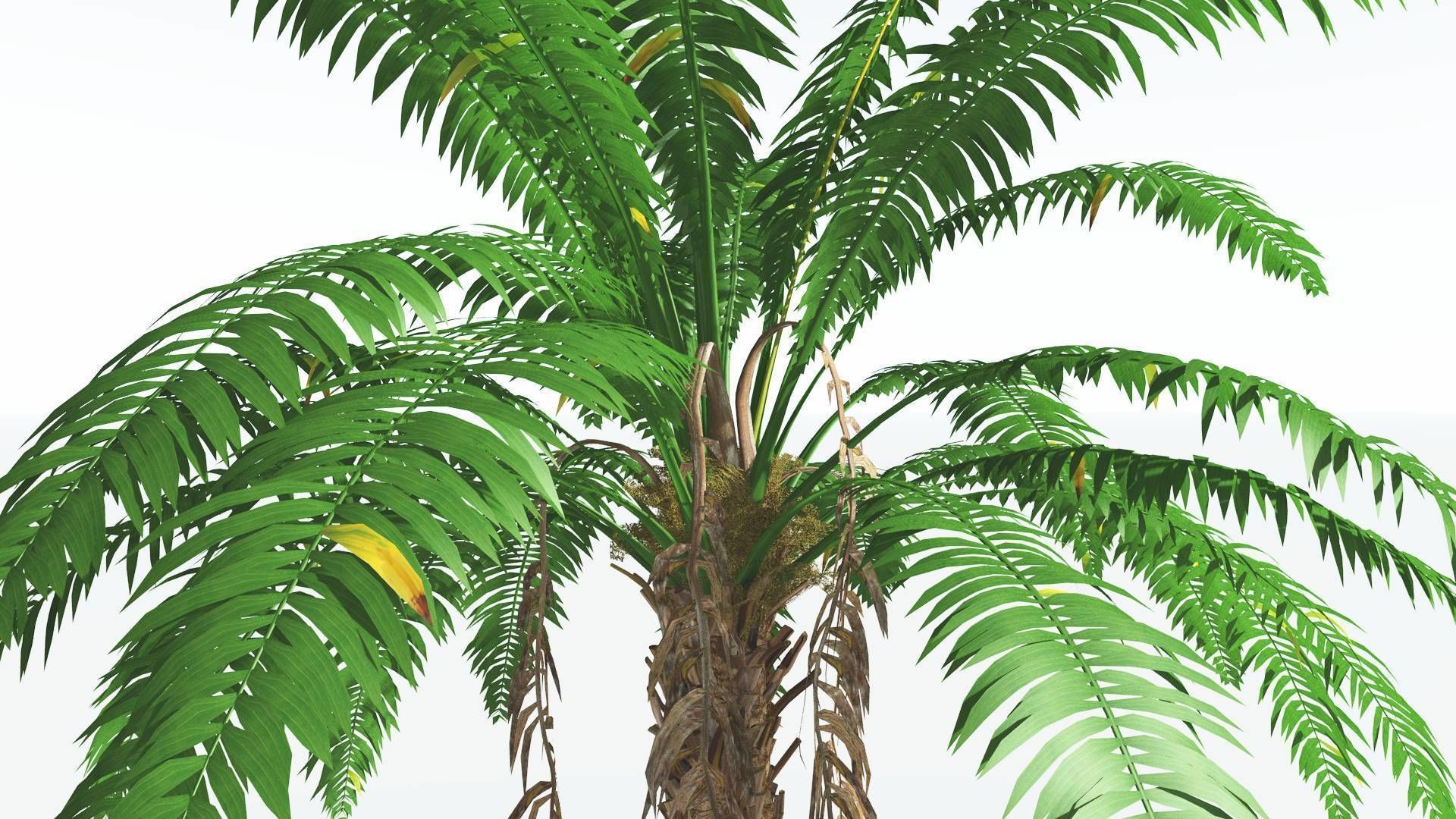 EVERYPlant African Oil Palm 3 --16 Models-- 3D model_19