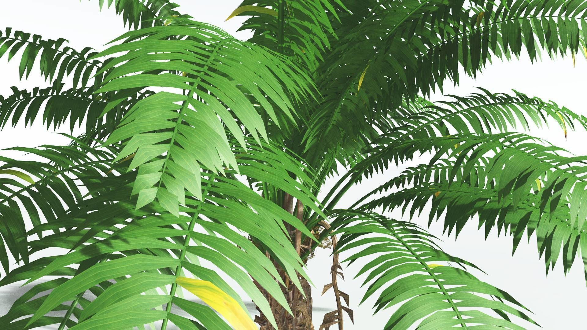 EVERYPlant African Oil Palm 3 --16 Models-- 3D model_21