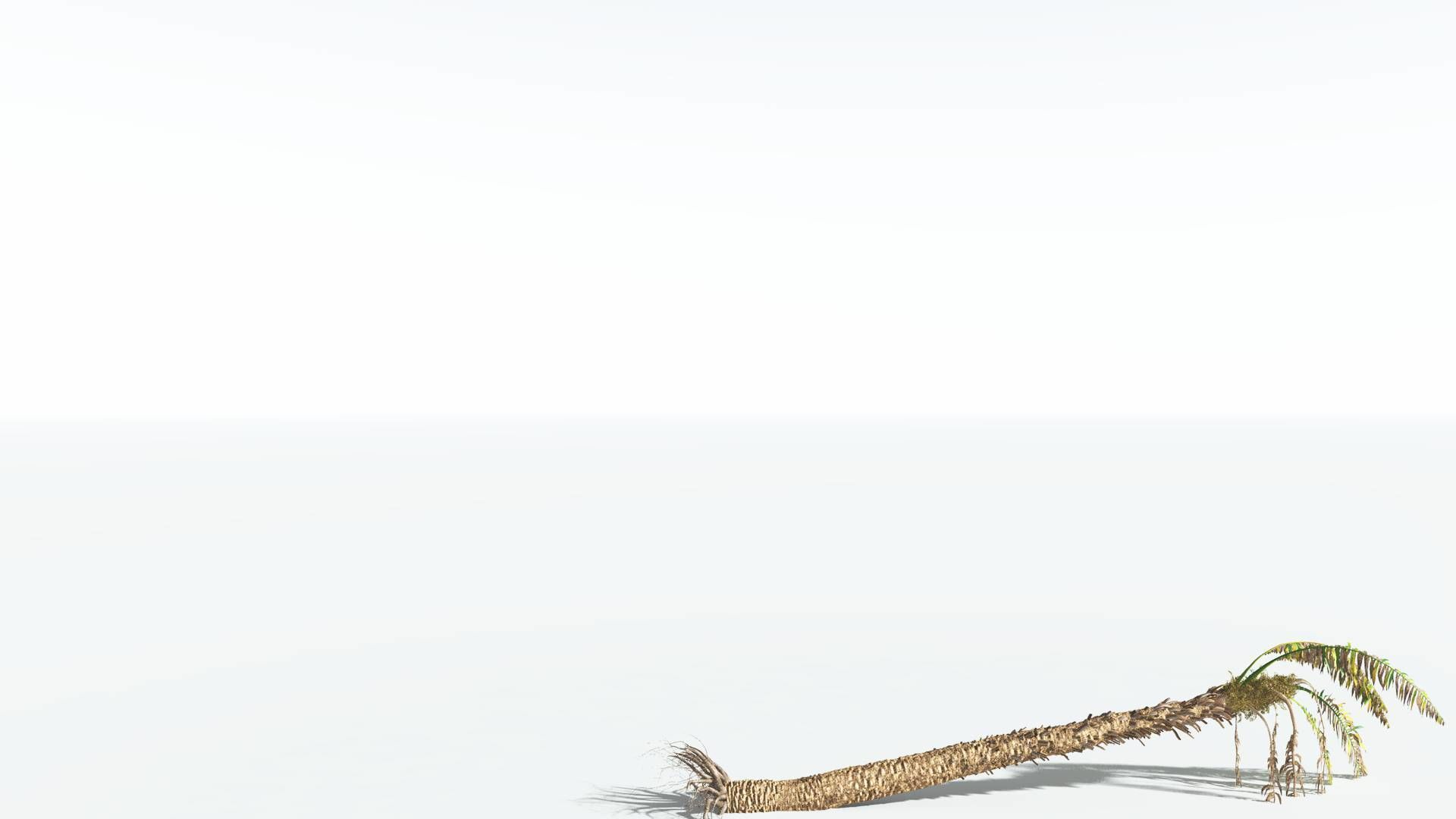 EVERYPlant African Oil Palm 3 --16 Models-- 3D model_14