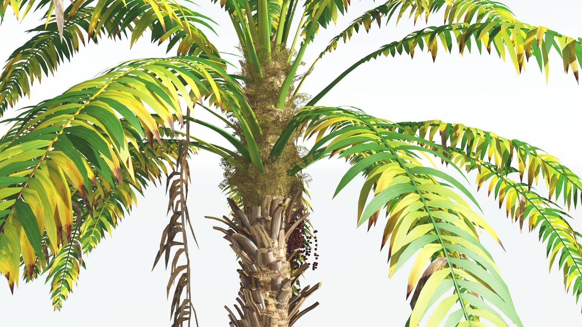 EVERYPlant African Oil Palm 3 --16 Models-- 3D model_7