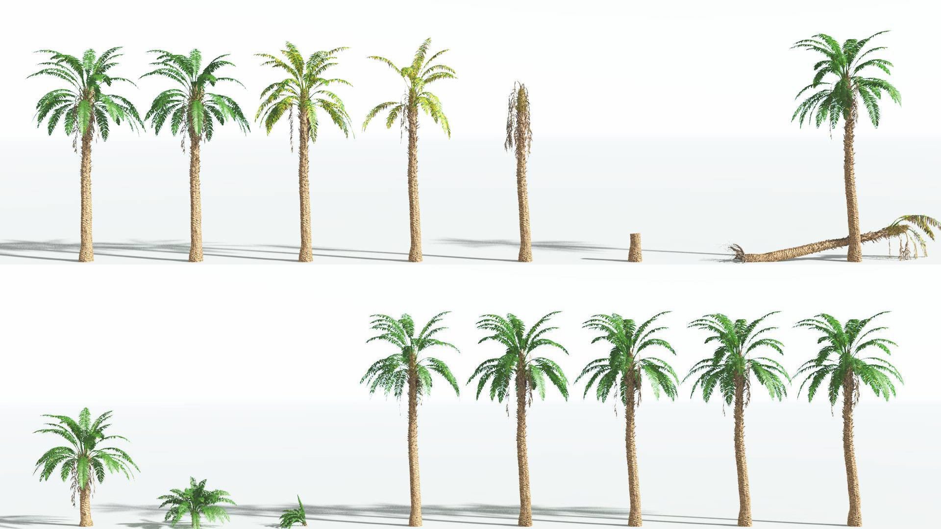 EVERYPlant African Oil Palm 3 --16 Models-- 3D model_1