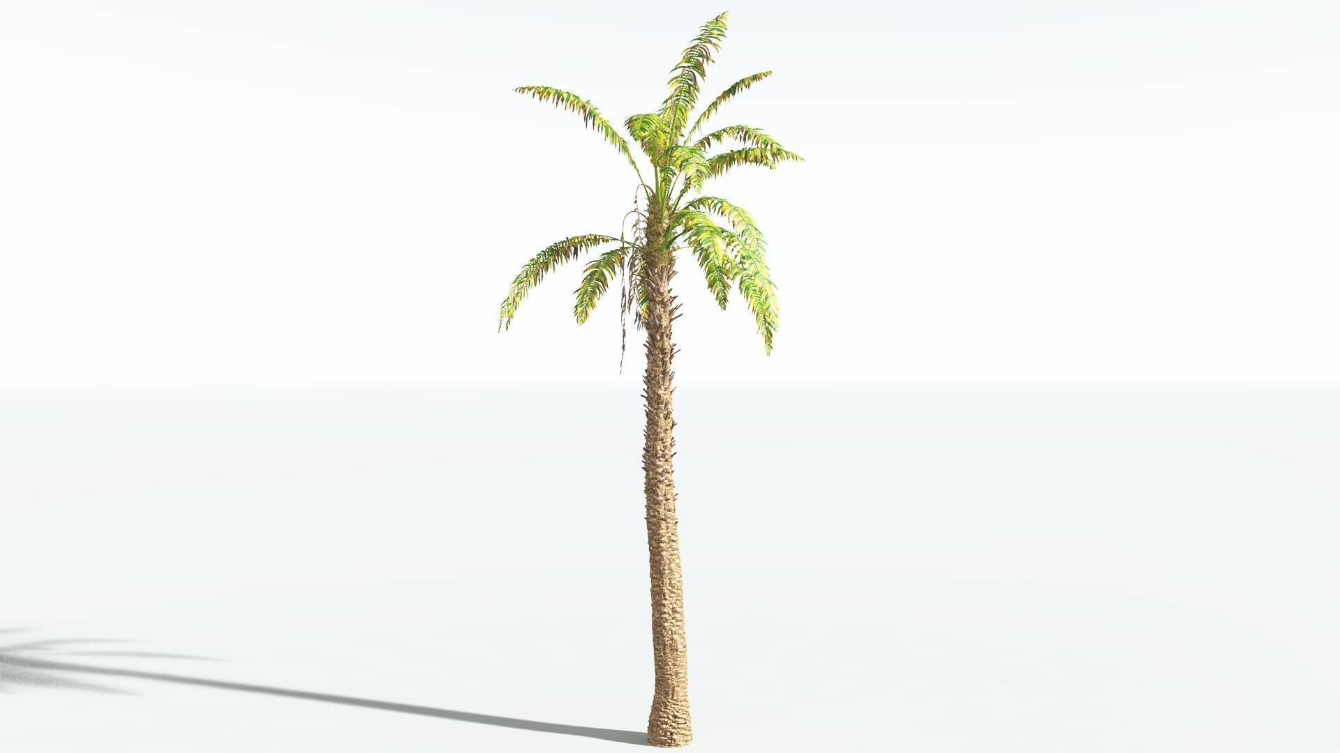 EVERYPlant African Oil Palm 3 --16 Models-- 3D model_8