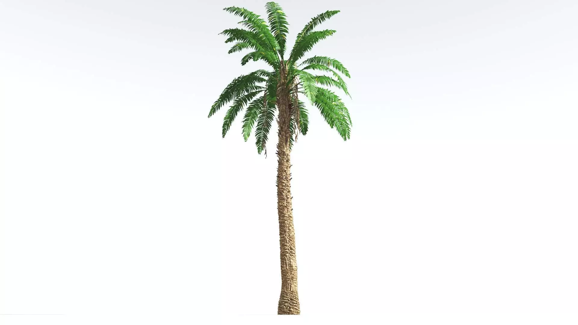 EVERYPlant African Oil Palm 3 --16 Models-- 3D model_0