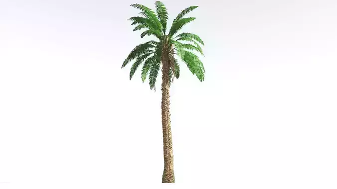 EVERYPlant African Oil Palm 3 --16 Models-- 3D model