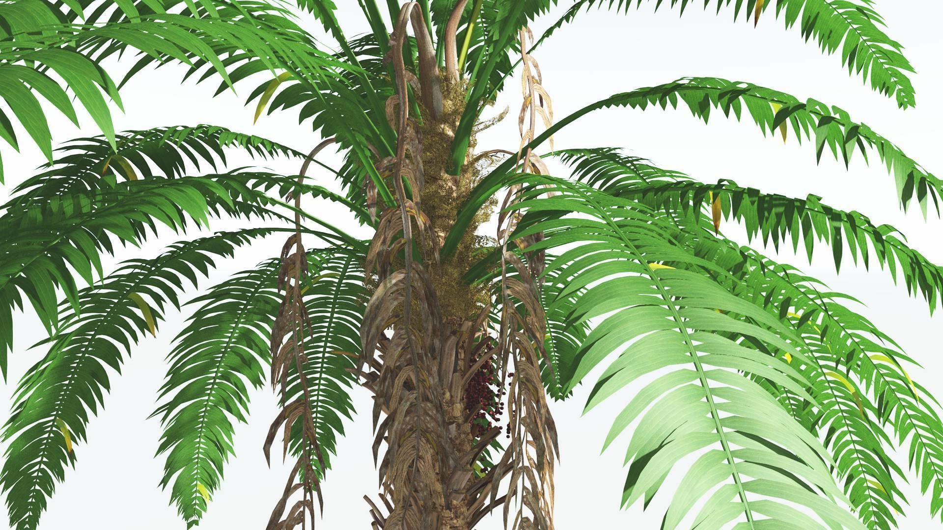 EVERYPlant African Oil Palm 3 --16 Models-- 3D model_27