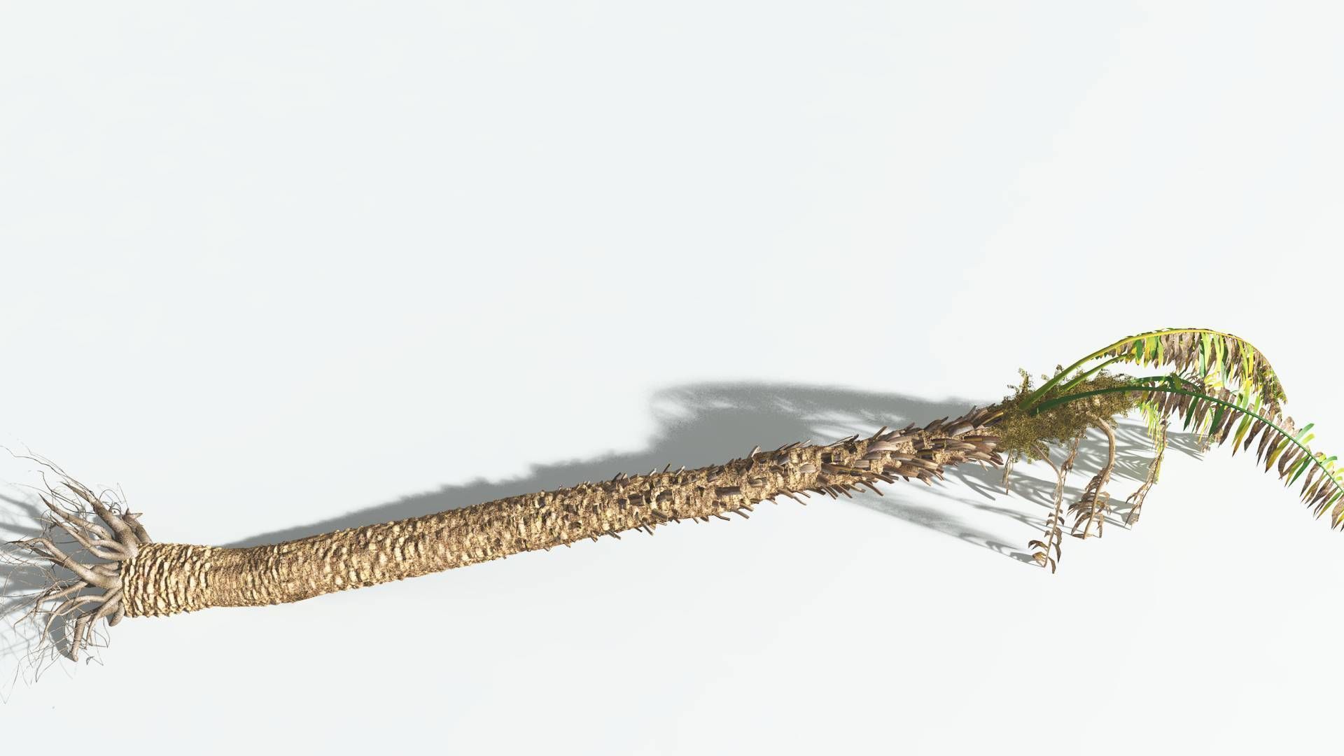 EVERYPlant African Oil Palm 3 --16 Models-- 3D model_15