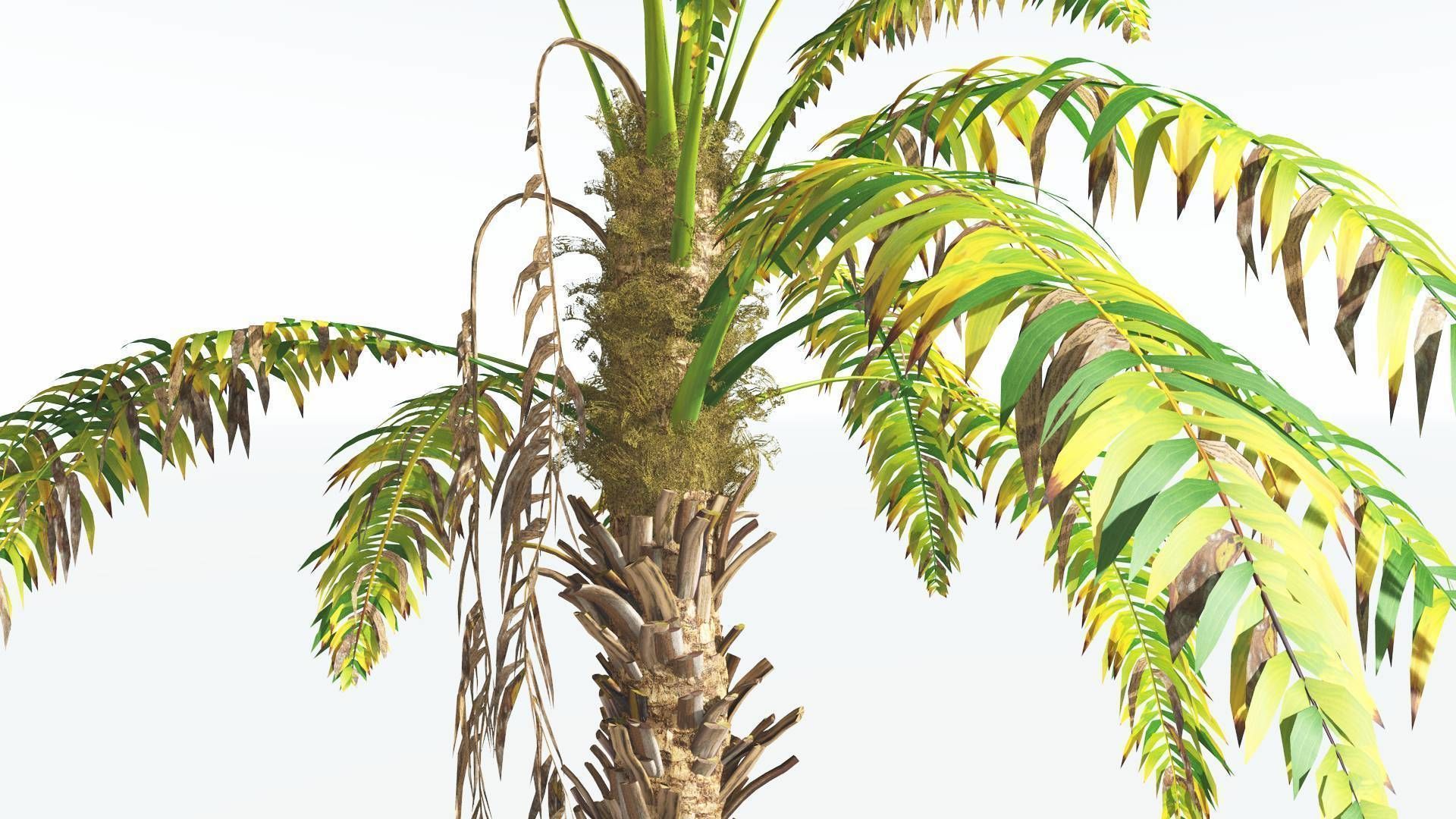 EVERYPlant African Oil Palm 3 --16 Models-- 3D model_9