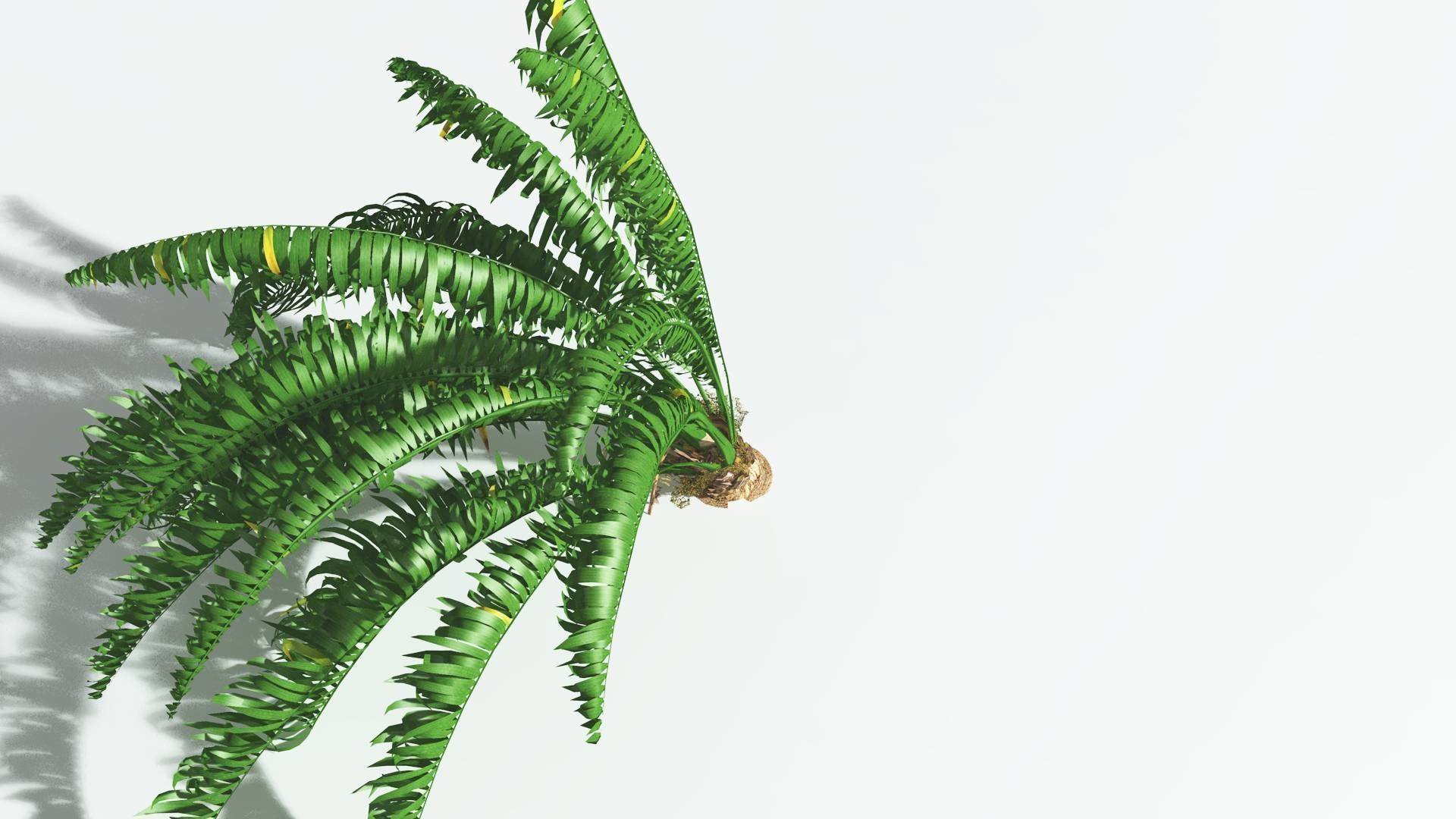 EVERYPlant African Oil Palm 3 --16 Models-- 3D model_23