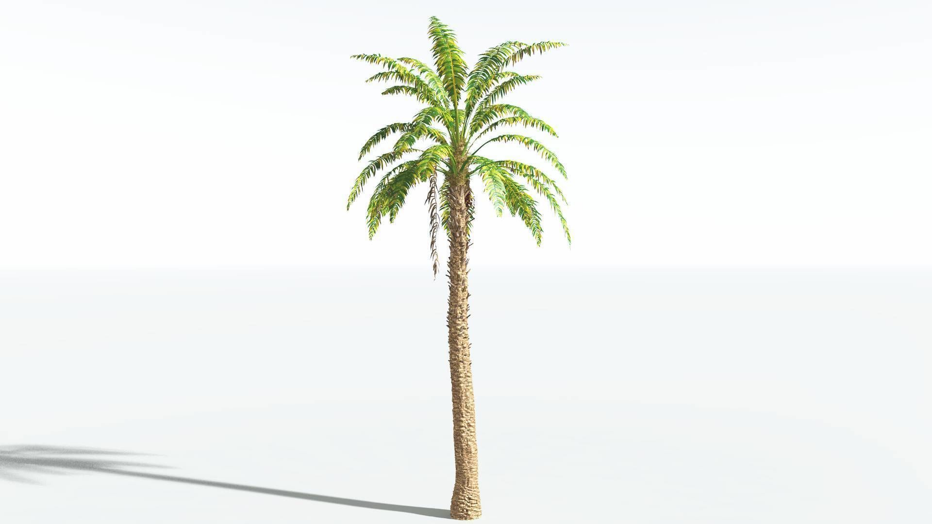 EVERYPlant African Oil Palm 3 --16 Models-- 3D model_6