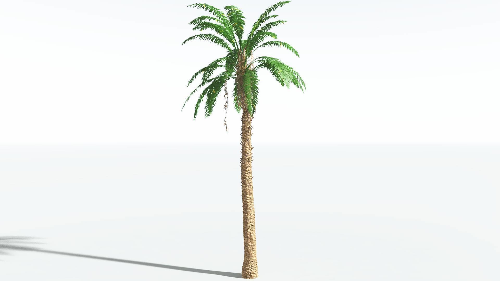 EVERYPlant African Oil Palm 3 --16 Models-- 3D model_16
