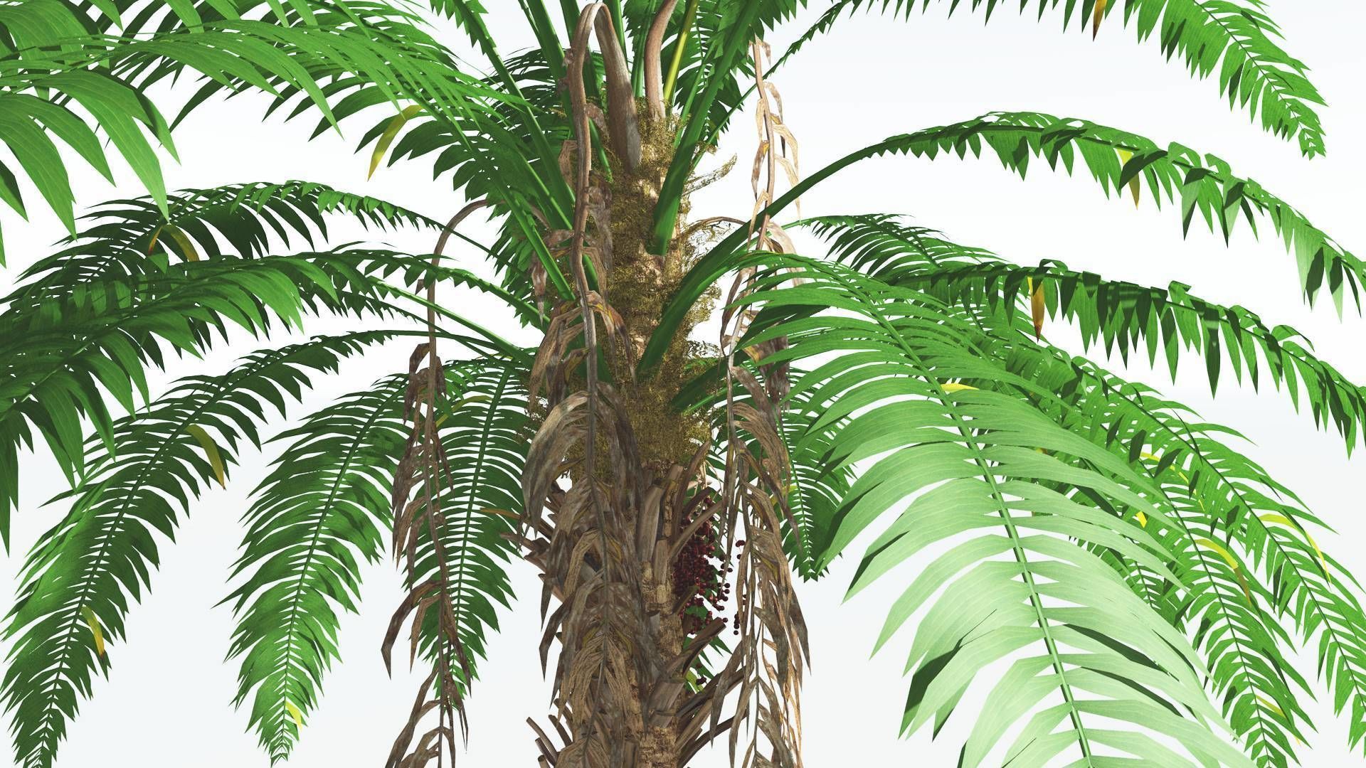 EVERYPlant African Oil Palm 3 --16 Models-- 3D model_31