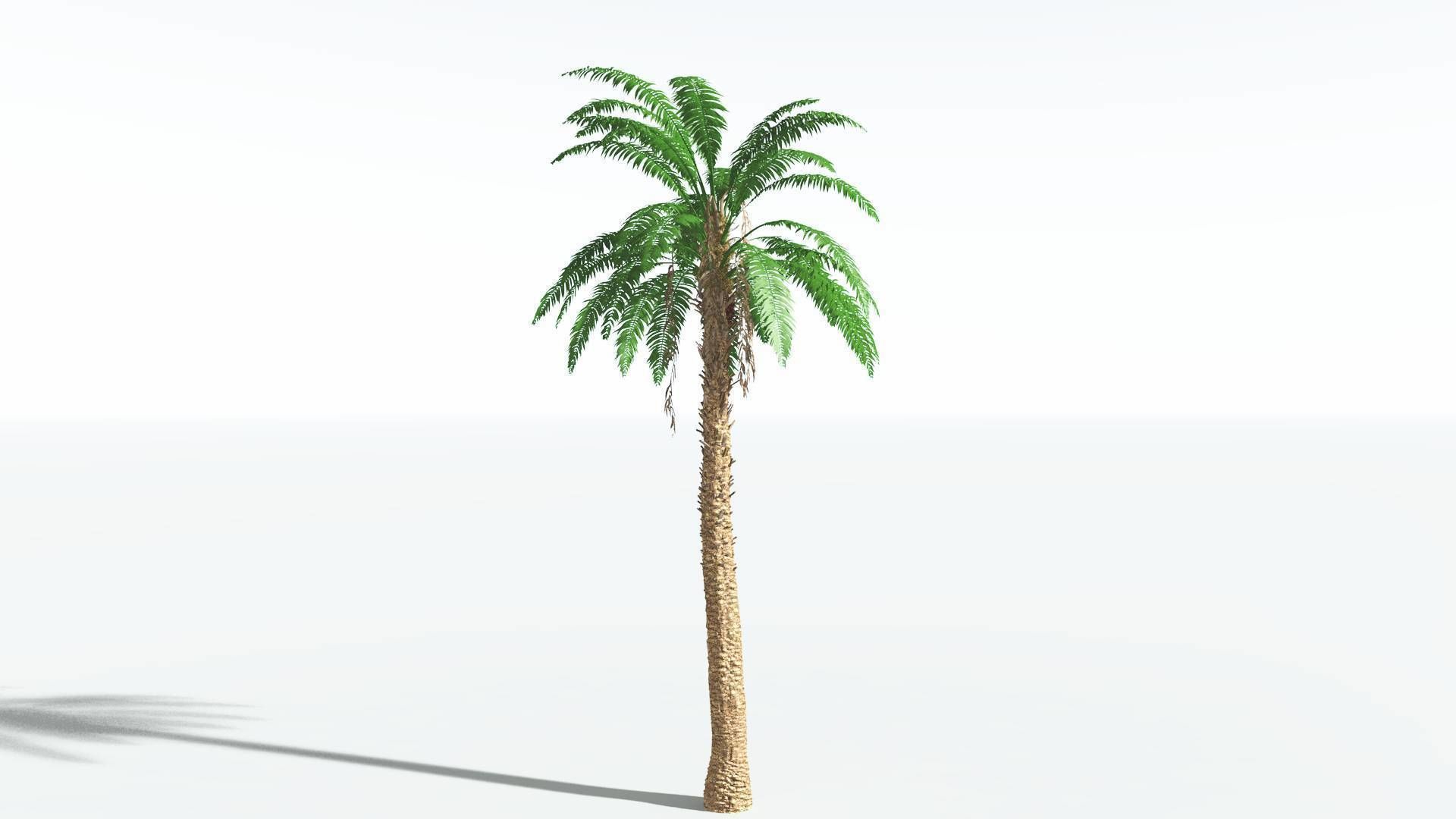 EVERYPlant African Oil Palm 3 --16 Models-- 3D model_4