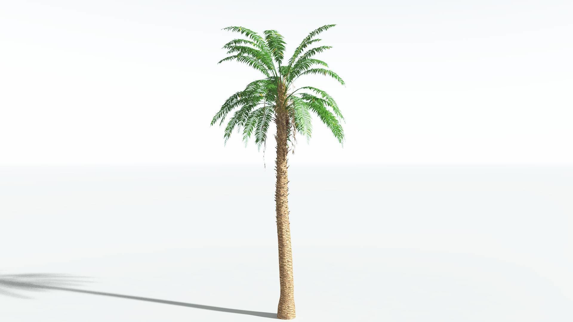 EVERYPlant African Oil Palm 3 --16 Models-- 3D model_24