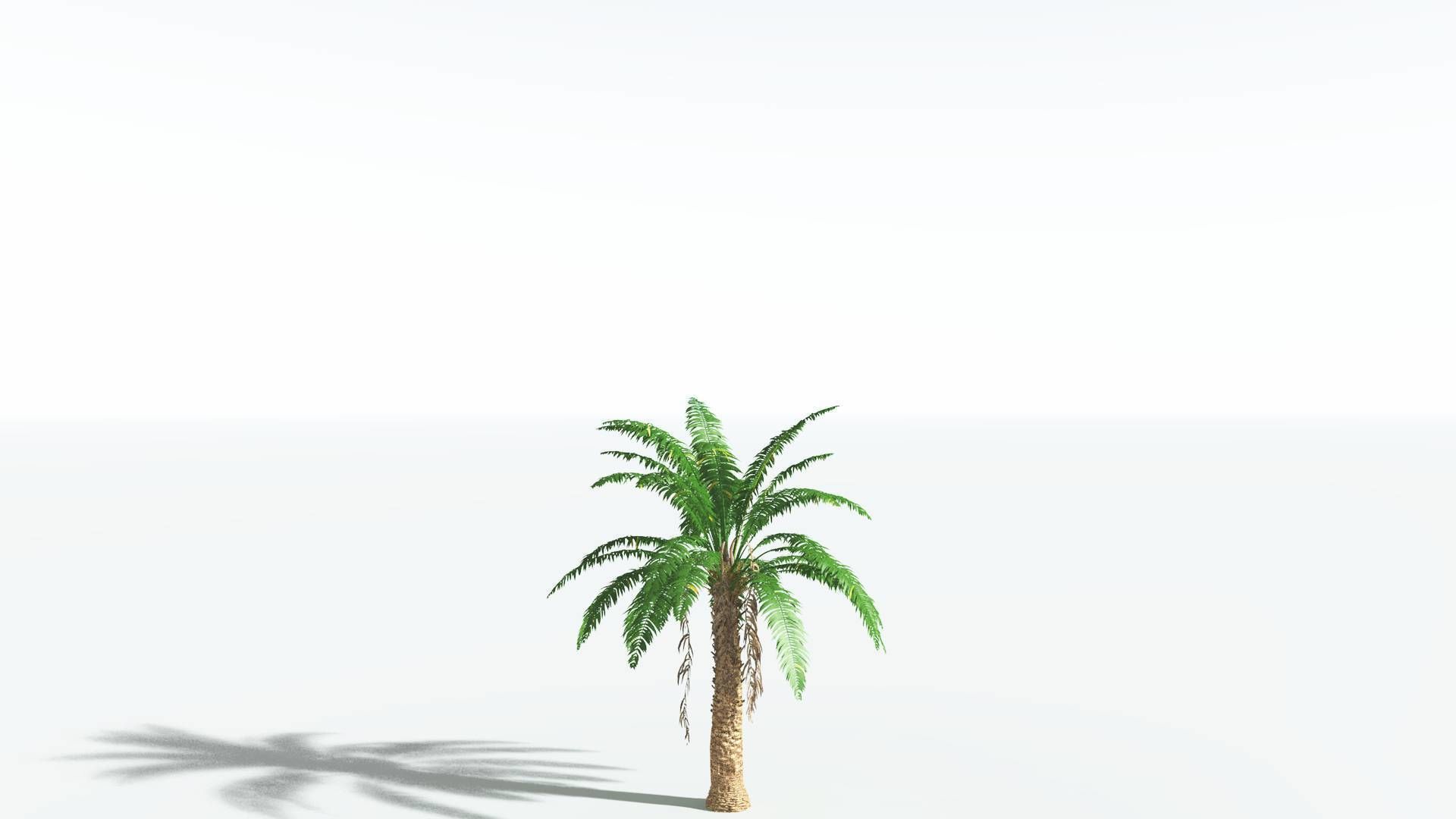EVERYPlant African Oil Palm 3 --16 Models-- 3D model_18