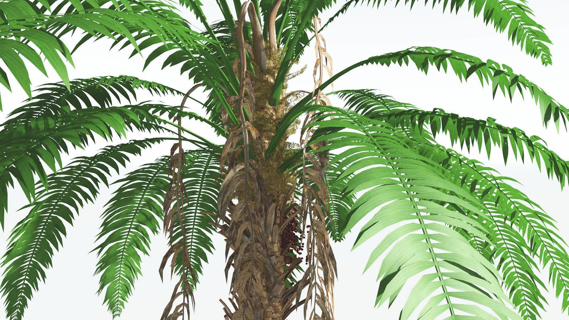 EVERYPlant African Oil Palm 3 --16 Models-- 3D model_5