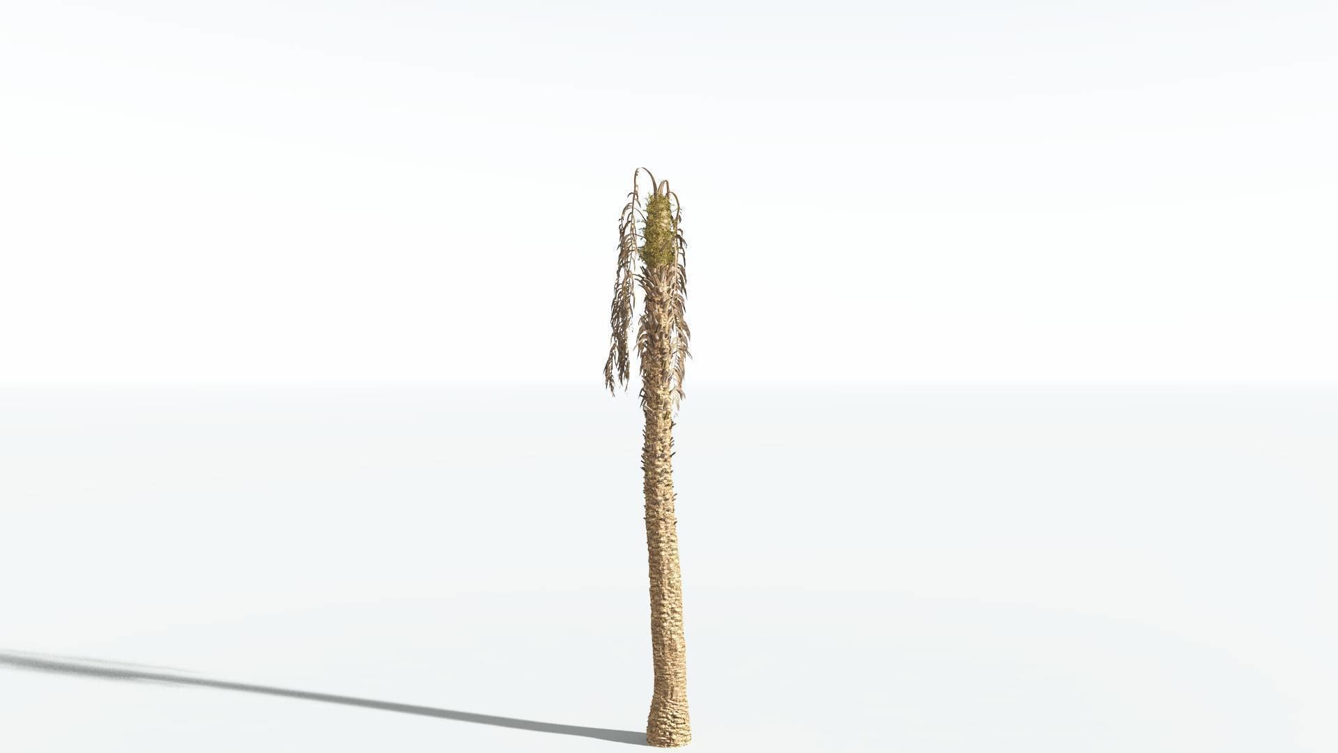 EVERYPlant African Oil Palm 3 --16 Models-- 3D model_10