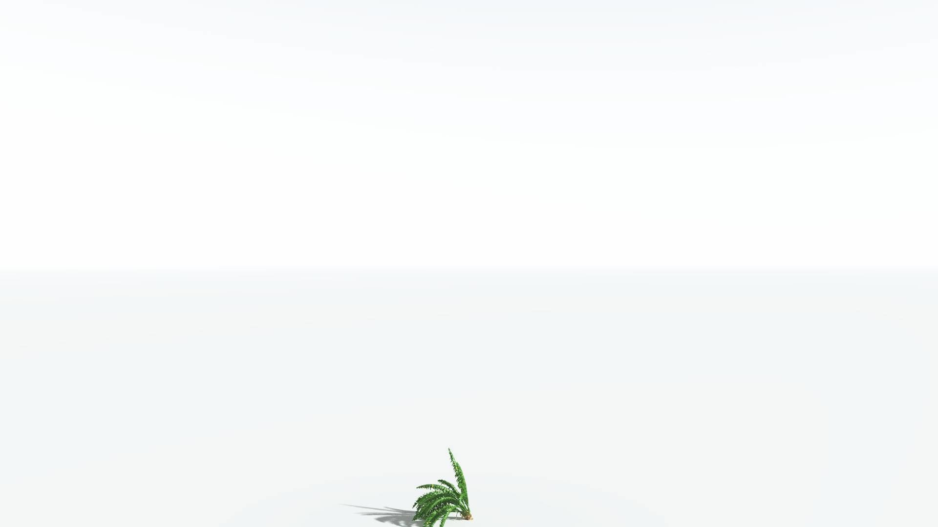 EVERYPlant African Oil Palm 3 --16 Models-- 3D model_22