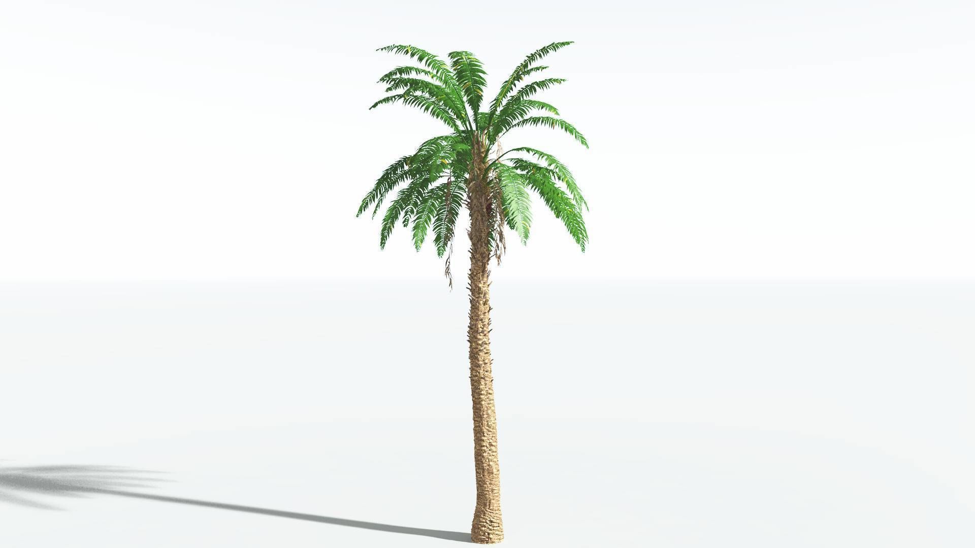 EVERYPlant African Oil Palm 3 --16 Models-- 3D model_2