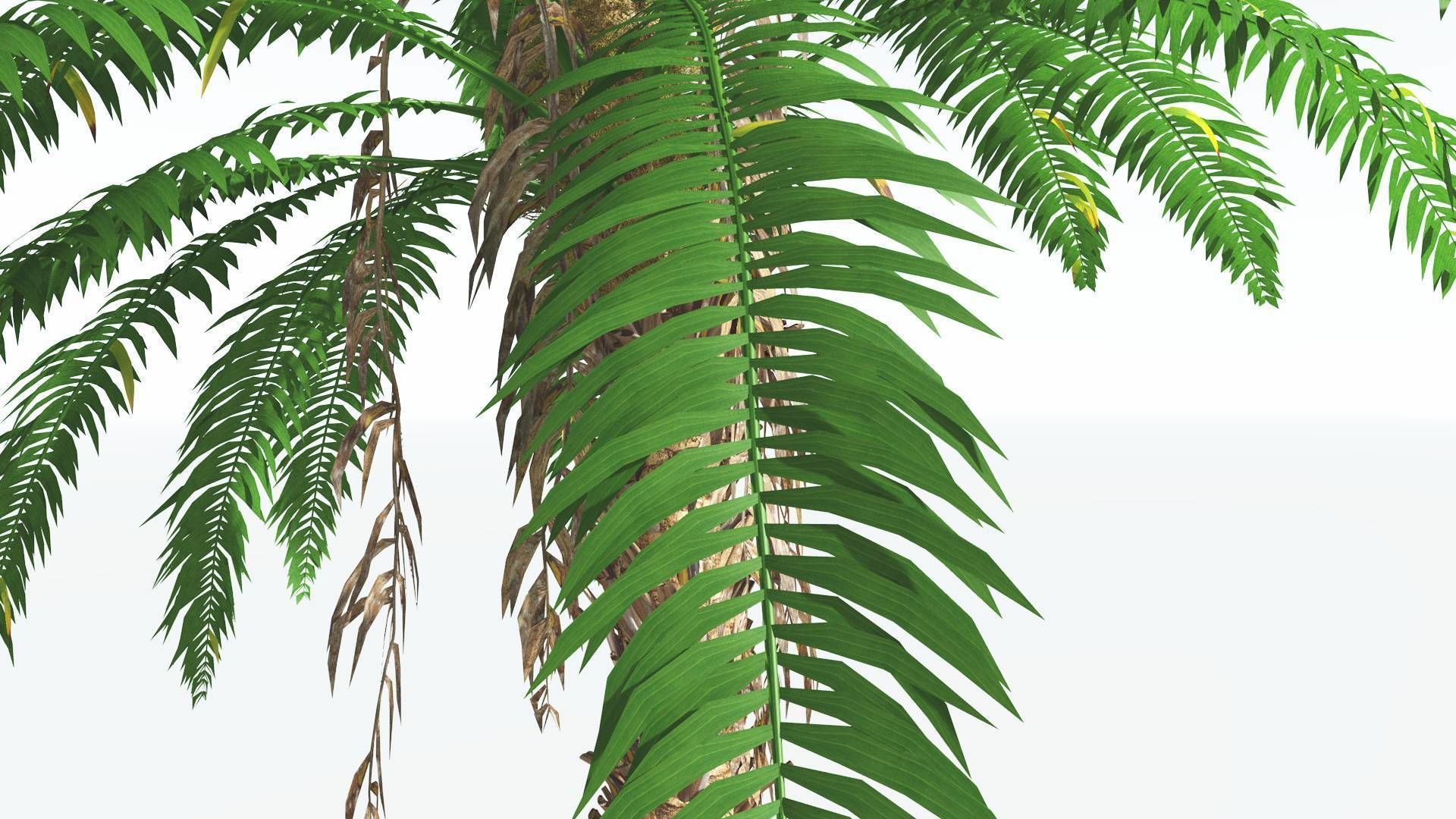 EVERYPlant African Oil Palm 3 --16 Models-- 3D model_17