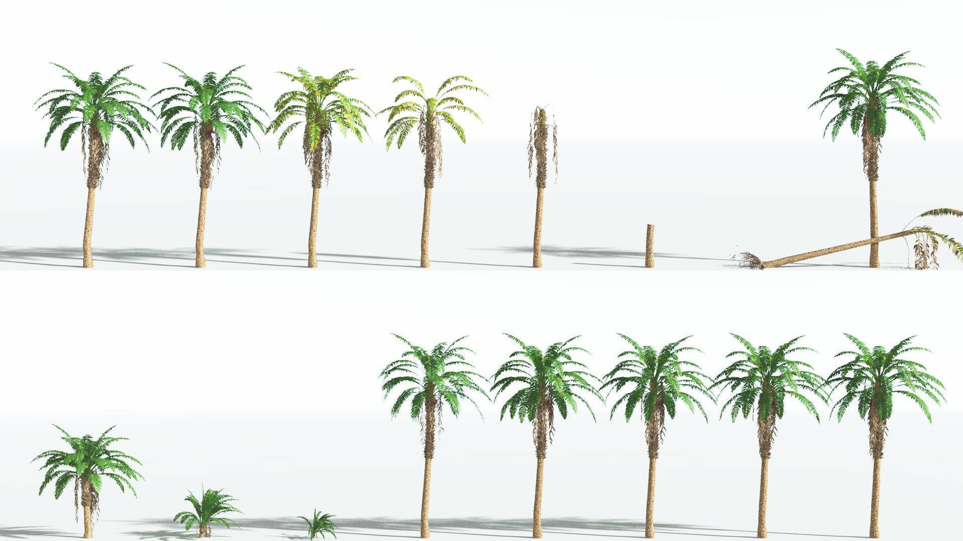 EVERYPlant African Oil Palm 4 --16 Models-- 3D model_1
