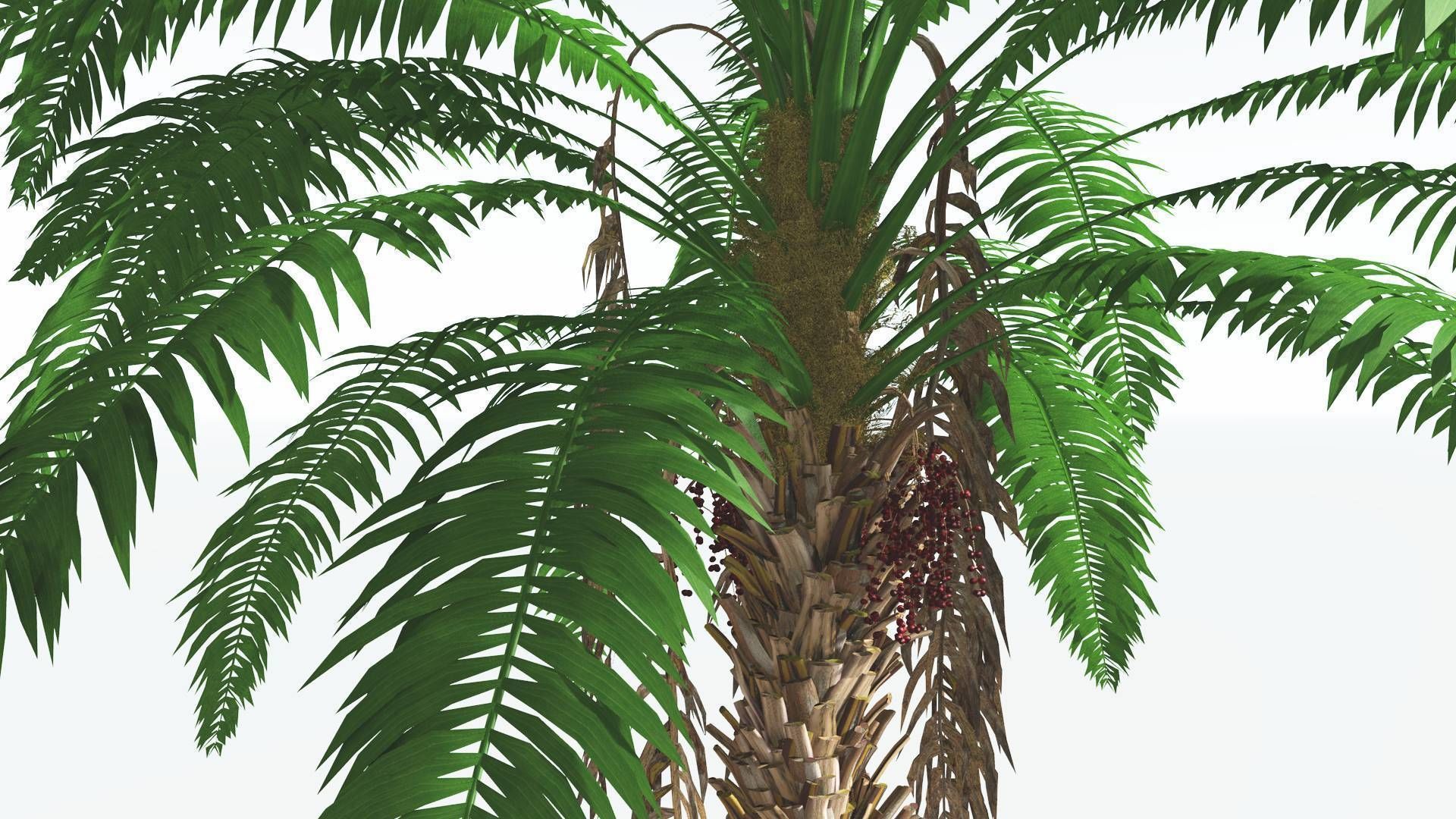 EVERYPlant African Oil Palm 4 --16 Models-- 3D model_5