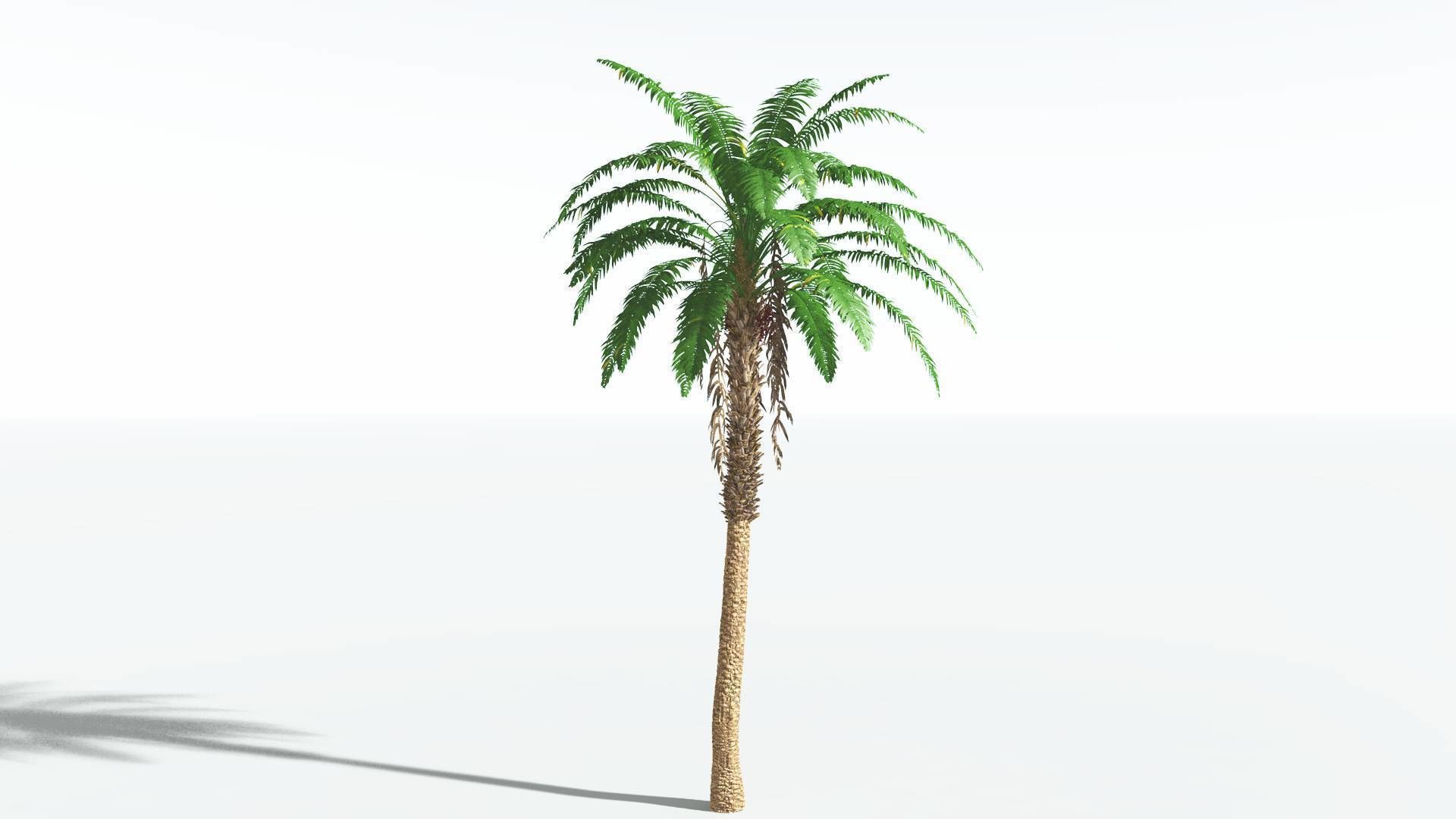 EVERYPlant African Oil Palm 4 --16 Models-- 3D model_26