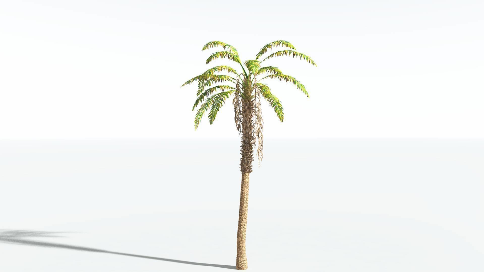 EVERYPlant African Oil Palm 4 --16 Models-- 3D model_8