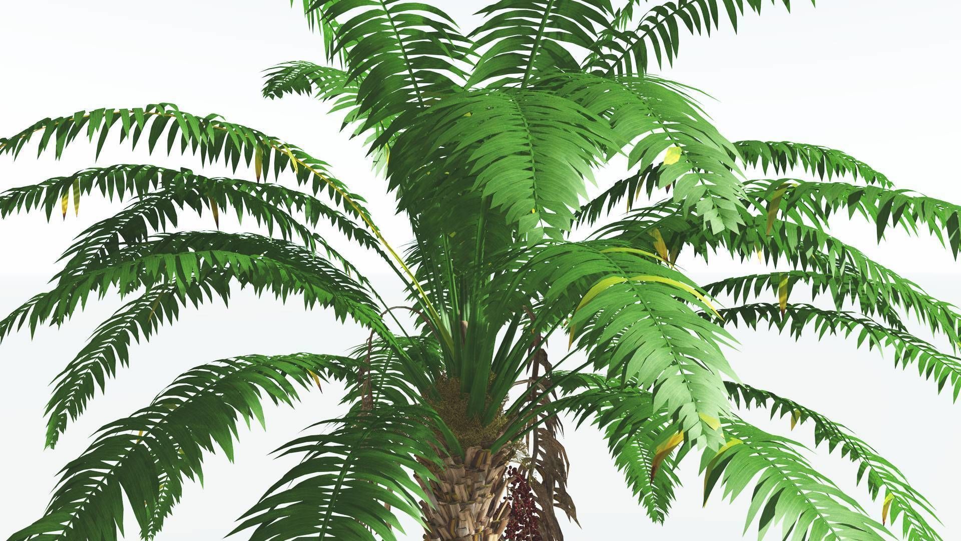 EVERYPlant African Oil Palm 4 --16 Models-- 3D model_19
