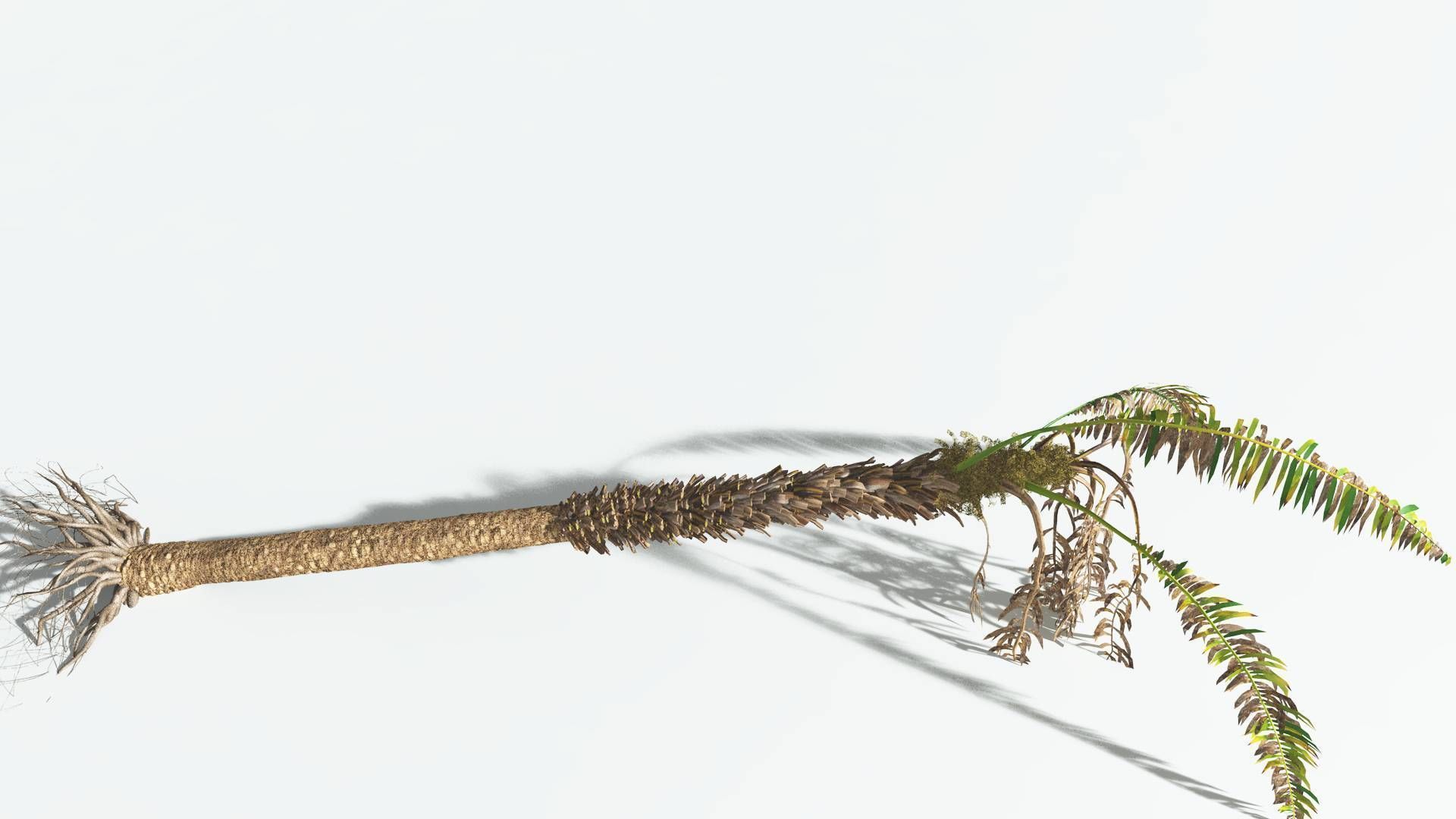 EVERYPlant African Oil Palm 4 --16 Models-- 3D model_15