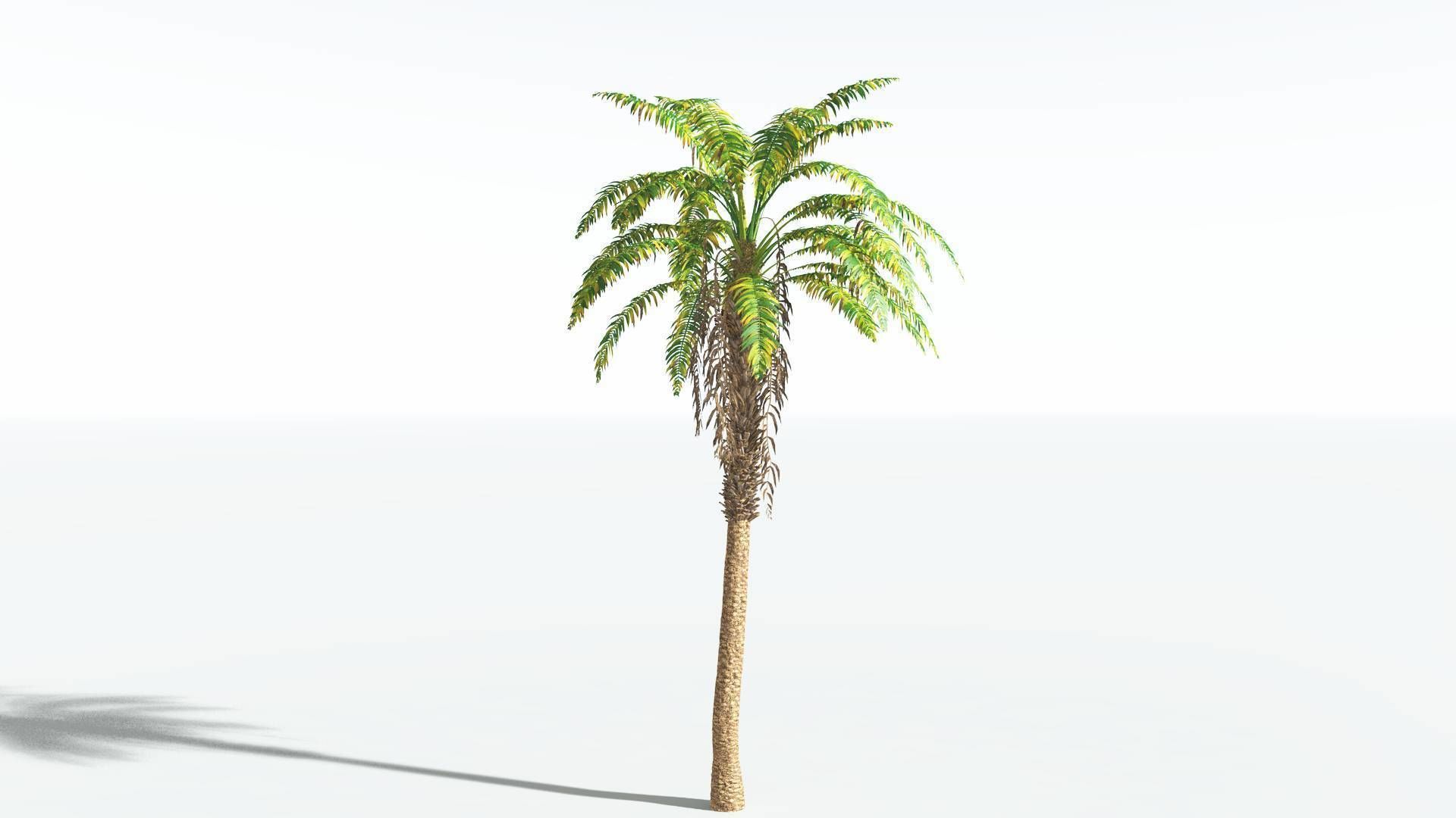EVERYPlant African Oil Palm 4 --16 Models-- 3D model_6