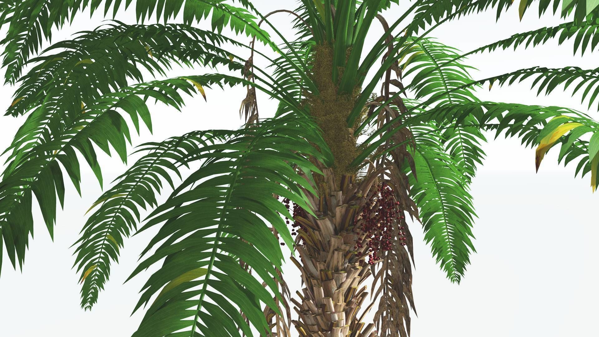EVERYPlant African Oil Palm 4 --16 Models-- 3D model_3