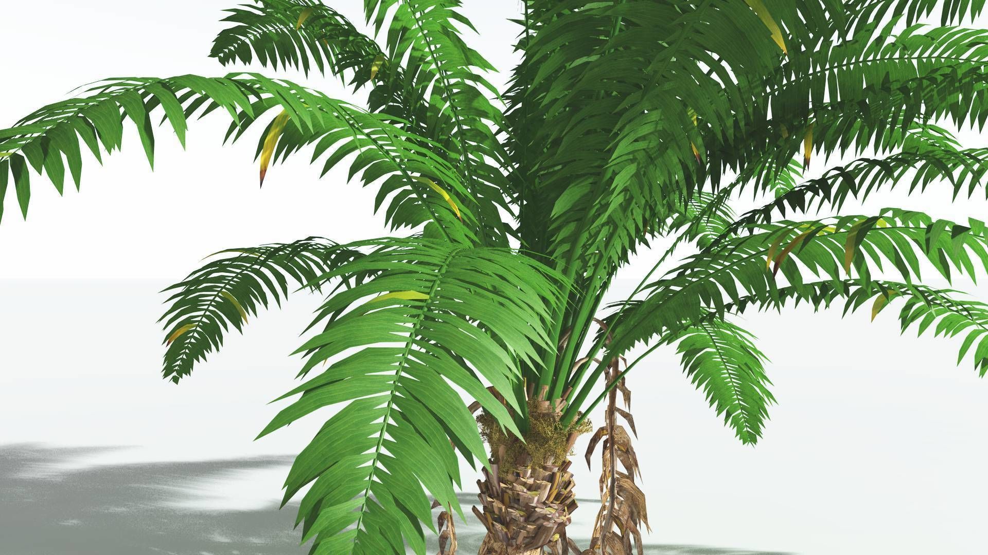 EVERYPlant African Oil Palm 4 --16 Models-- 3D model_21