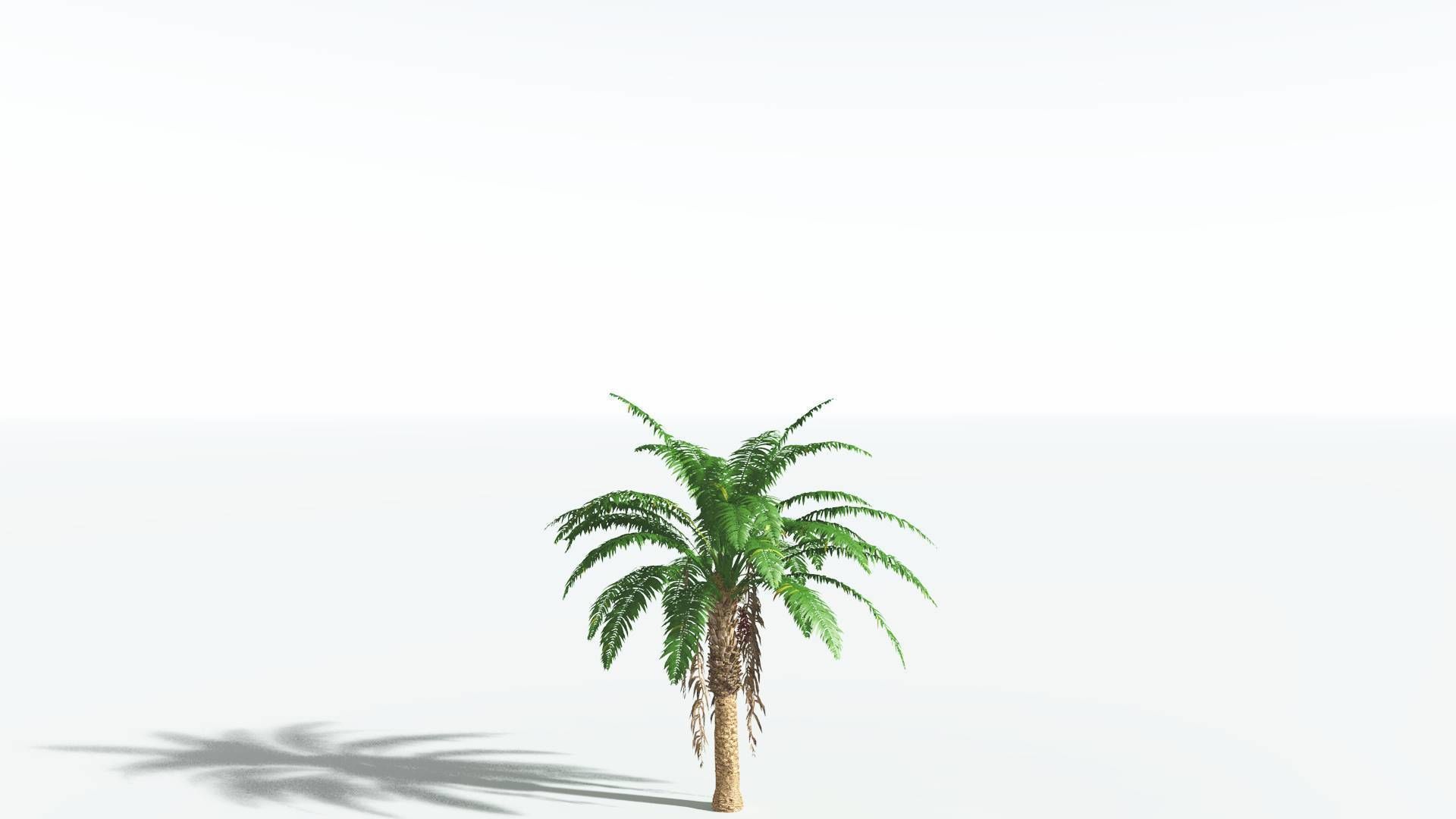 EVERYPlant African Oil Palm 4 --16 Models-- 3D model_18
