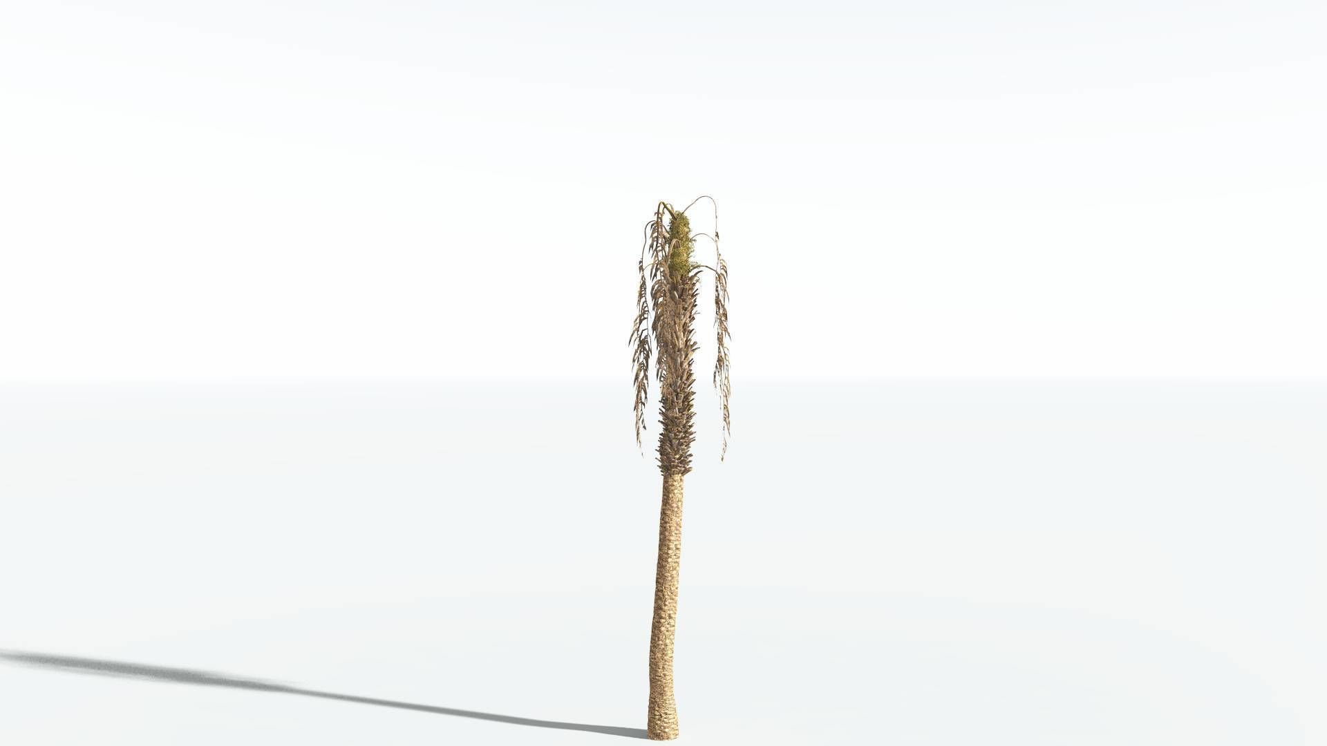 EVERYPlant African Oil Palm 4 --16 Models-- 3D model_10