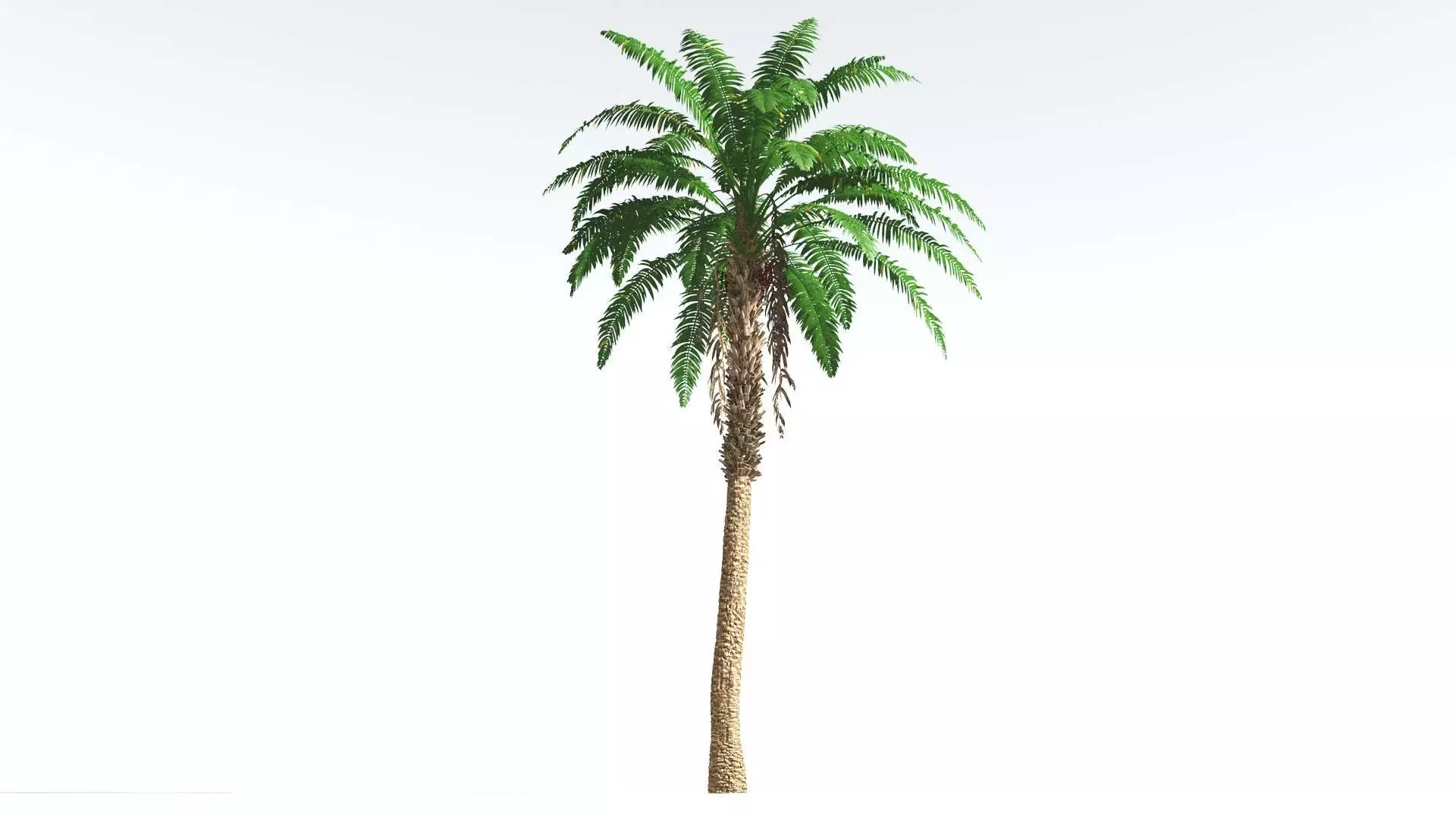 EVERYPlant African Oil Palm 4 --16 Models-- 3D model_0