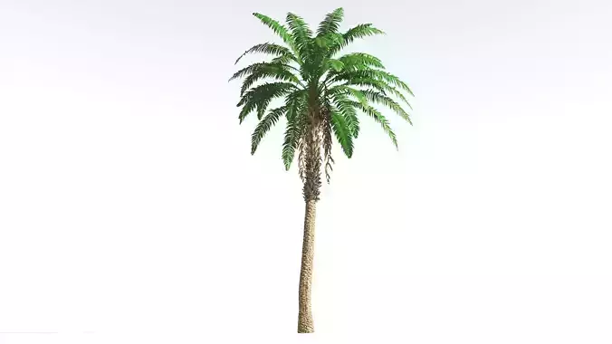EVERYPlant African Oil Palm 4 --16 Models-- 3D model